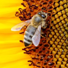 Bienensterben – Britische Wissenschaftler: Aluminiumrückstände bedrohen das Leben der Bienen