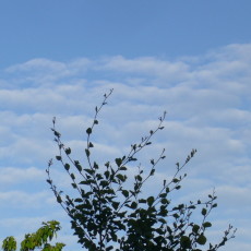 Wie blau oder weiß war der Himmel im Januar 2016 in Norddeutschland?